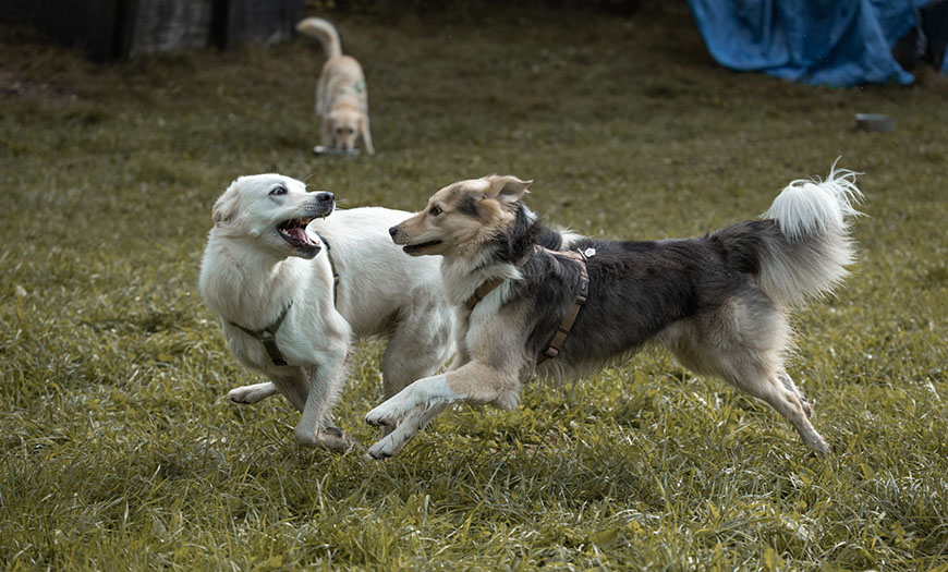 Bilder_Meine_Projekte_0002_IMG_0767