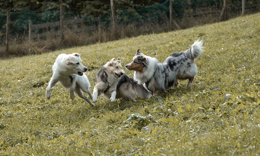 Bilder_Meine_Projekte_0003_IMG_0746