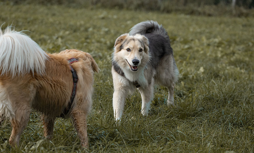 Bilder_Meine_Projekte_0004_IMG_0673